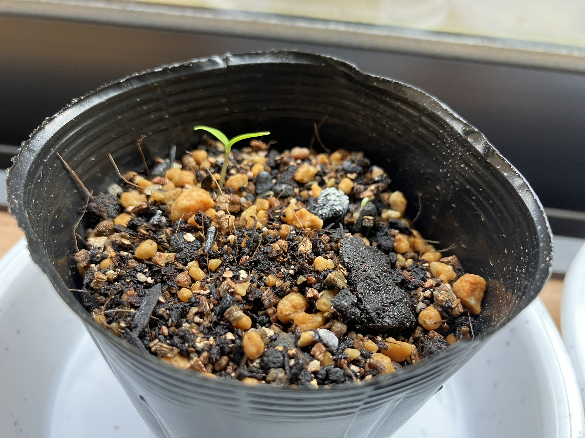 五色とうがらし