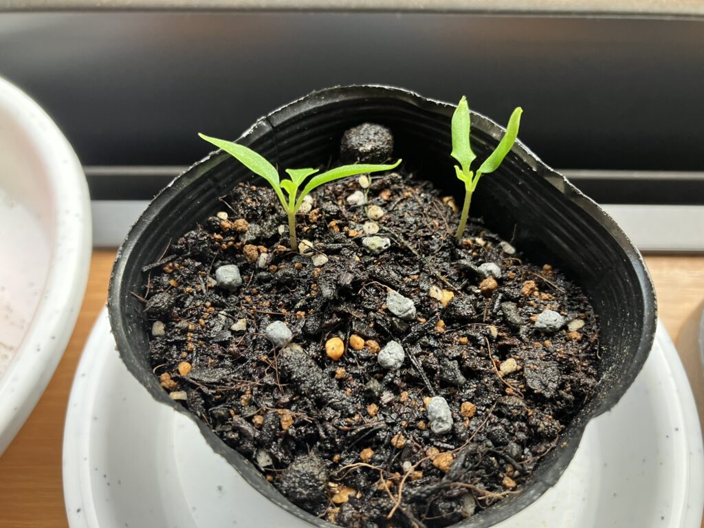 五色とうがらし