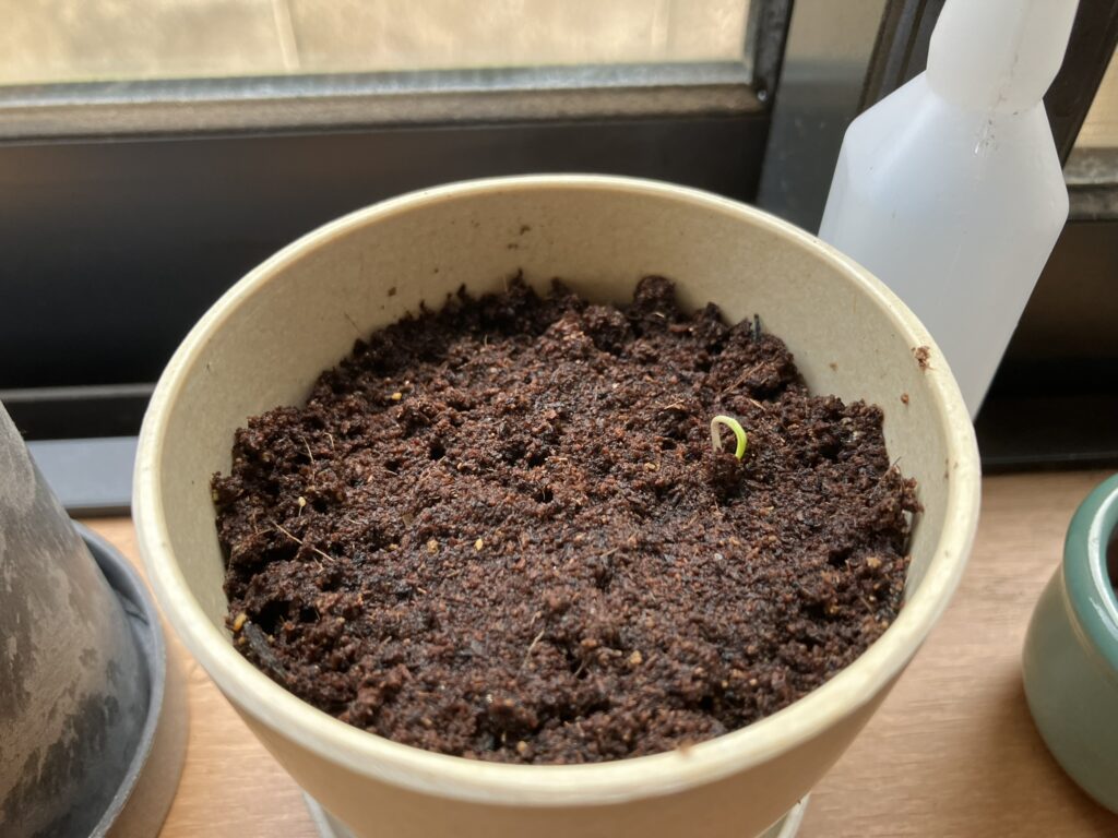 五色とうがらし